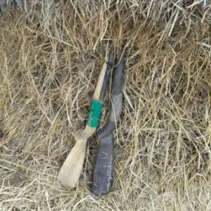 খড়ের গাদায় মিললো দুটি দেশীয় বন্দুক